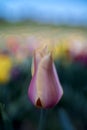 Dreamy picture of a yellow, pink colored tulip Royalty Free Stock Photo