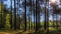 A dreamy pine forest in the morning in the warm sunshine Royalty Free Stock Photo