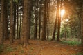 Dreamy pine forest Royalty Free Stock Photo