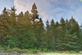 Dreamy pine and spruce forest reflection in mirror like lake water blended with sky and clouds. Royalty Free Stock Photo