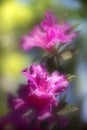 Dreamy Pink Azalea Flower Royalty Free Stock Photo