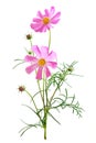 Dreamy pink cosmos flowers bouquet isolated on white background closeup. Macro with soft focus. Pastel vintage toned. Delicate Royalty Free Stock Photo