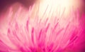 Dreamy pink flower