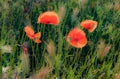 Dreamy Poppies in the Sun