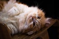 Dreamy portrait of a Norwegian Forest Cat. Royalty Free Stock Photo