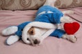 Dreamy puppy in a terry bathrobe, lies on the sofa, holds a red heart in its paws