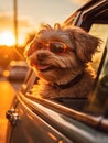 A Dreamy Reflection Captured by a Dog Wearing Sunglasses with a Vintage Leica M6.