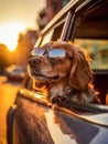 A Dreamy Reflection Captured by a Dog Wearing Sunglasses with a Vintage Leica M6 .