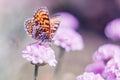 Dreamy romantic artistic image of spring nature with flower and butterfly on blurred background