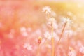 Dreamy romantic background of grass flowers in pink and lens fla