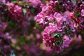 Dreamy romantic bunch of pink spring flowers of apple tree