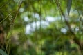 Dreamy scene of beautiful defocused natural green leaves and white light bokeh background with blurred tree branches and flower Royalty Free Stock Photo