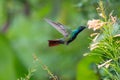 Dreamy scene of a glittering hummingbird in a tropical garden