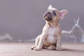 Dreamy small lilac fawn colored French Bulldog dog puppy with blue eyes looking up