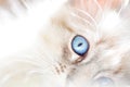 Dreamy soft abstract background white fluffy cat Royalty Free Stock Photo