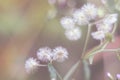 Dreamy & soft blurry focus of little iron-weed white flower in the garden.