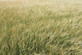 Dreamy, soft field of Barley