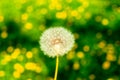 Dreamy spring. Blowball closeup on a defocused dandelions field. Copy space