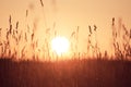 Dreamy summer grass background at sunset