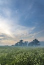 Dreamy Summer Landscape