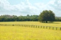 Dreamy summer pasture. Royalty Free Stock Photo