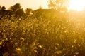 sunrise light with straws backlit Royalty Free Stock Photo