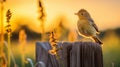 Dreamy Sunset: A Cute Robin Positively Glowing On A Farm Fence