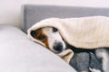 Dreamy thoughtful relaxed sad dog look under the blanket Royalty Free Stock Photo