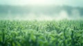 A dreamy and unfocused image of a biotech crop field with soft colors and gentle lines reminiscent of a watercolor