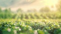 A dreamy and unfocused image of a biotech crop field with soft colors and gentle lines reminiscent of a watercolor