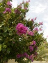 Dreamy view of Purple flowers