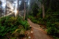 Dreamy View of the Sunrays in a Rainforest