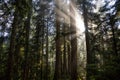 Dreamy View of the Sunrays in a Rainforest