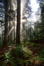 Dreamy View of the Sunrays in a Rainforest