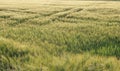 Dreamy wheat field