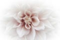 Dreamy white dahlia flower with vignetting effect