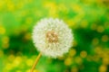 Blowball closeup on a defocused dandelions field. Copy space