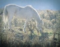 Dreamy White Horse Grazing in a Field