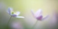 Dreamy wild flower, wood anemone nemerosa Royalty Free Stock Photo