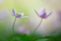 Dreamy wild flowers, wood anemone nemerosa Royalty Free Stock Photo