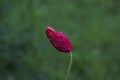 Dreamy wild poppy bud with green background.Macro  photo with one single bud Royalty Free Stock Photo