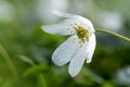 Dreamy wood anemone wild flower in forest. Soft focus image a white spring flower Anemone Nemorosa