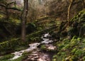 Dreamy woodland scene with slow moving river stream