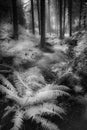 Dreamy Woodland Walk through Pine Trees and Ferns, Cardinham Woods, Cornwall