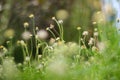 Dreamy yellow flowers bokeh background