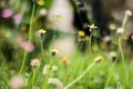 Dreamy yellow flowers bokeh background