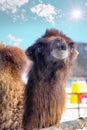 Dreamy Camel Royalty Free Stock Photo