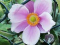 Wind flowers  anenome flowers pink though a fence Royalty Free Stock Photo