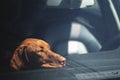 Dreary dog left alone in locked car.