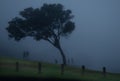 Dreary foggy view of silhouetted people and trees in a field Royalty Free Stock Photo